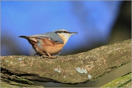 <p>BRHLÍK LESNÍ (Sitta europaea) /Eurasian nuthatch - Kleiber/</p>